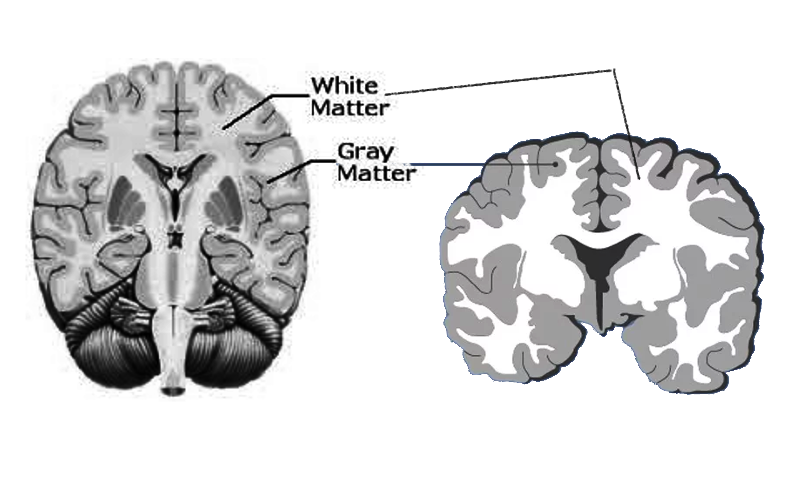 Gray and White matter