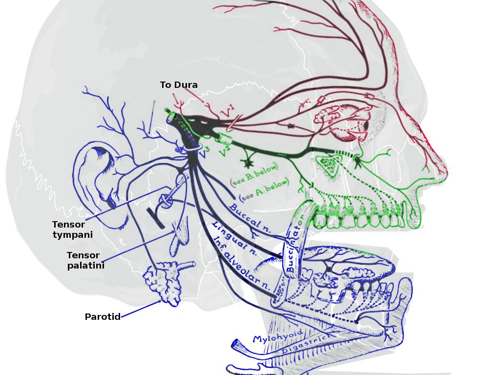 Trigeminal nerve