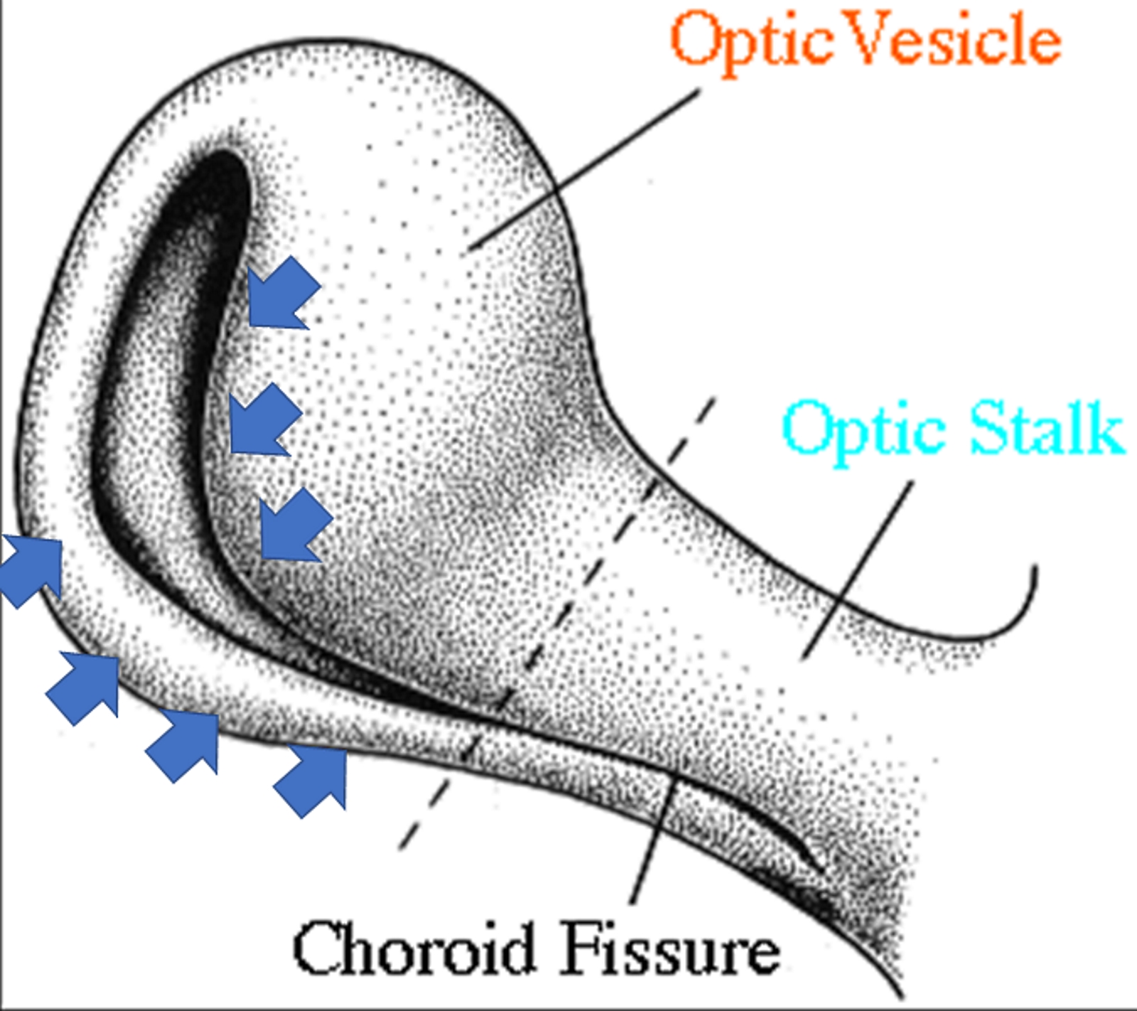 <p>Invagination Process of the Optic Stalk and the Optic Vesicle