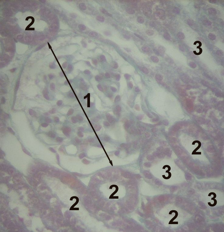 <p>Histology of the Cortex of a Kidney, Nephron Histology