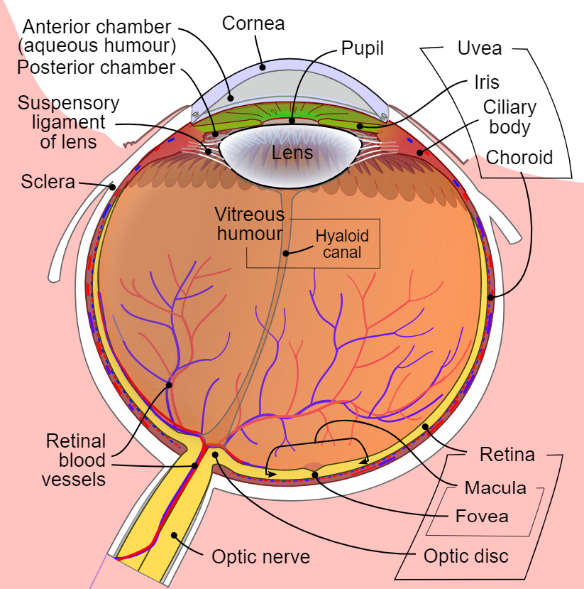 Diagram of the human eye in English. It shows the lower part of the right eye after a central and horizontal section, Ocular Anatomy