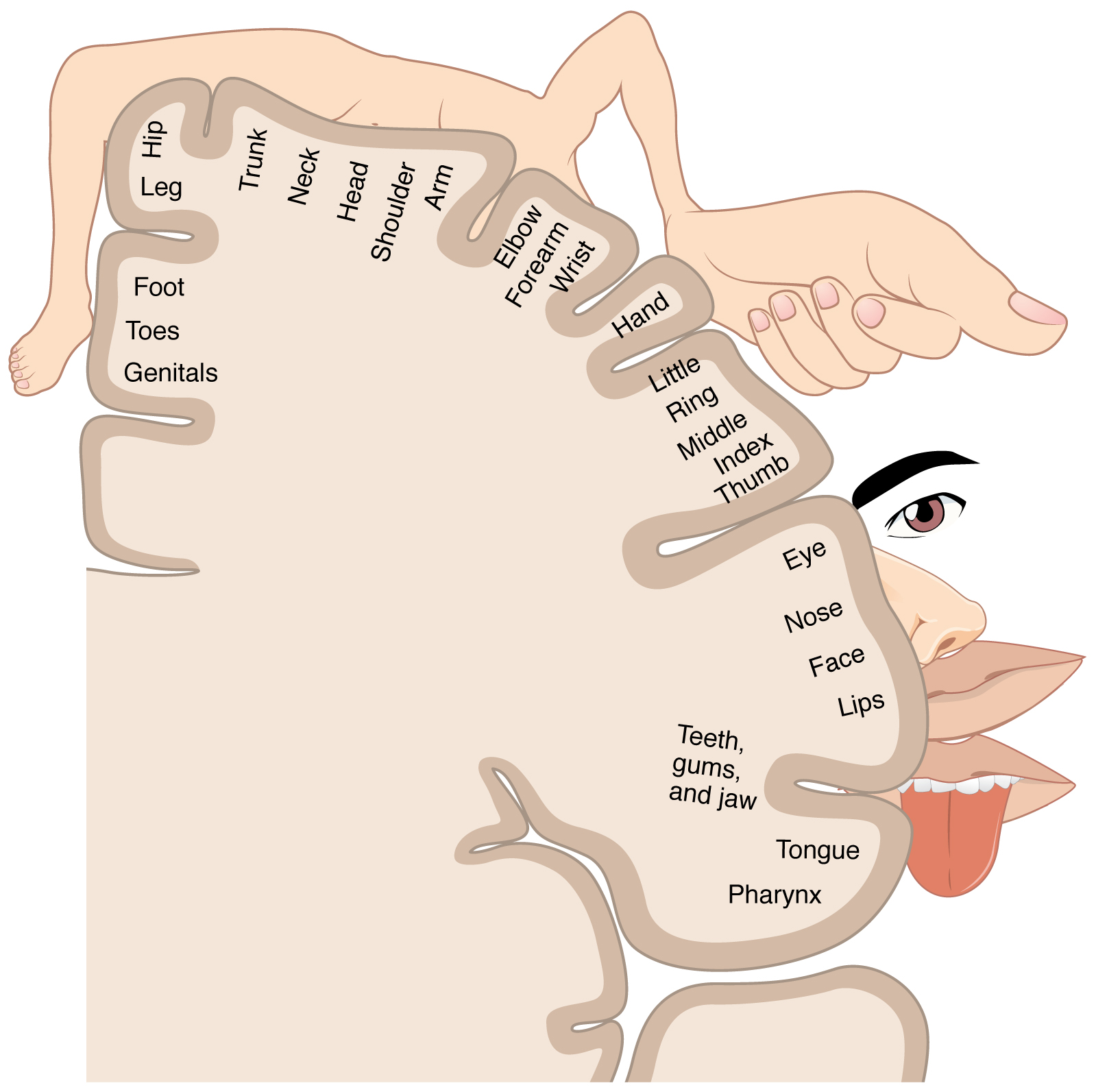 <p>Sensory Homunculus. The illustration is a sensory homunculus of the primary somatosensory cortex.</p>