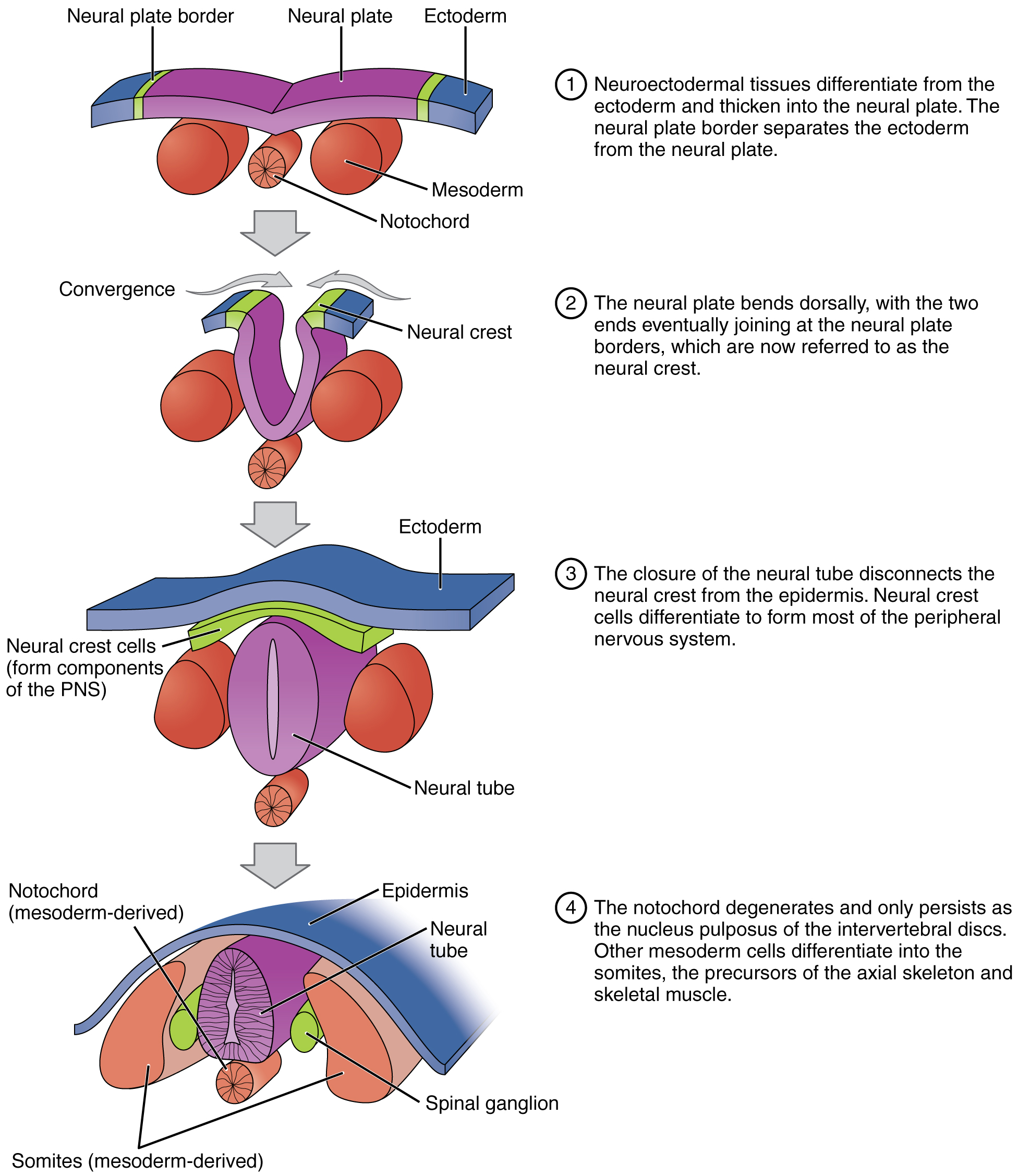 neural crest cells