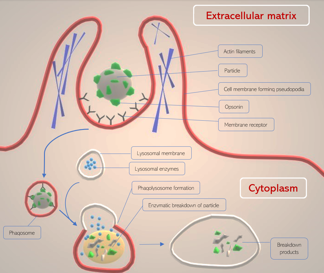 Phagocytosis: This image depicts some stages of the phagocytosis pathway - from the engulfment of the particle, to its degradation in the phagolysosome