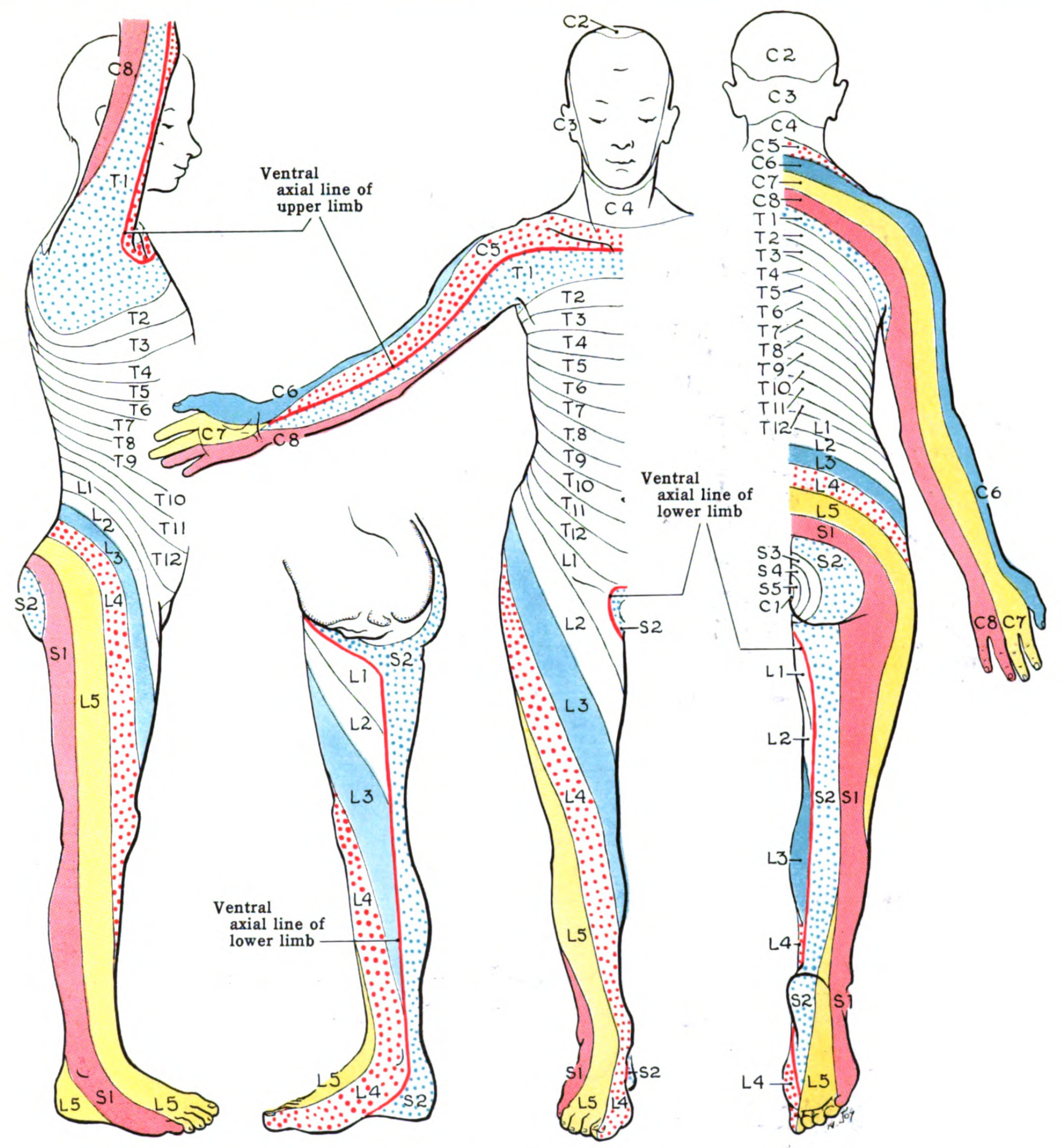 <p>Dermatome Map