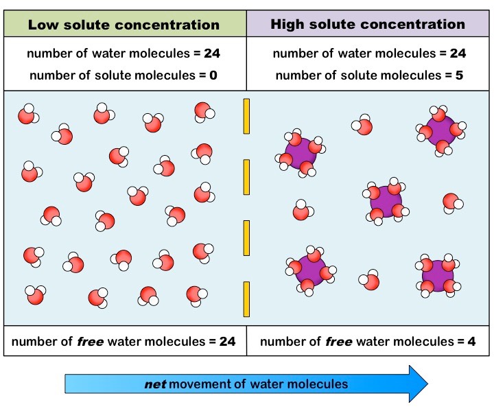 The image shows the process of osmosis