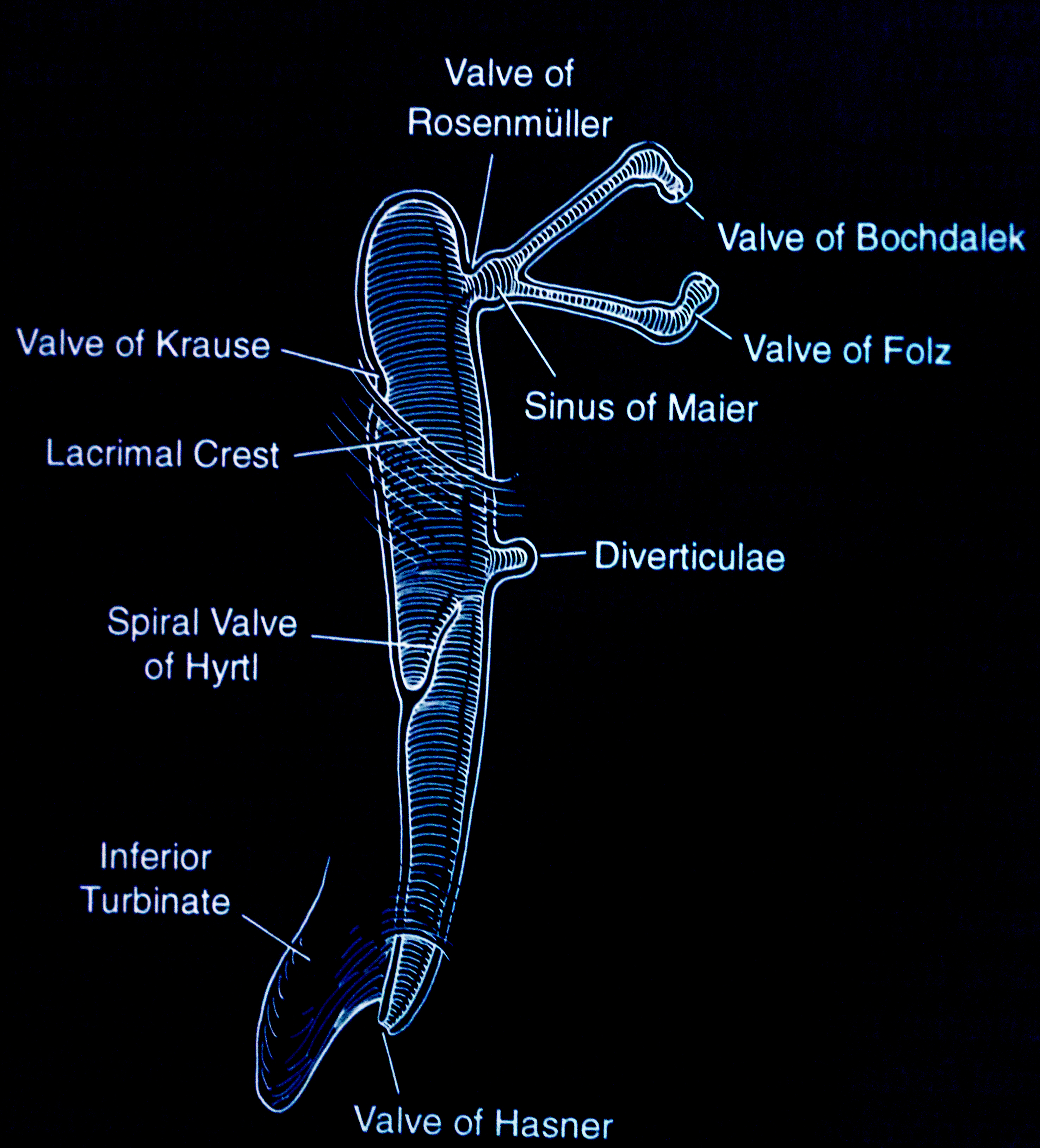 <p>Valves and Sinuses. The image displays the various valves and sinuses of the excretory lacrimal system.</p>