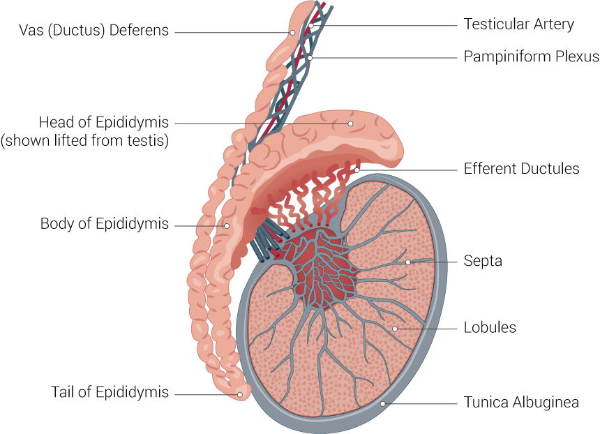 <p>Testicle Illustration