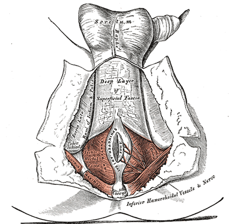 <p>Ischiorectal Fossa</p>