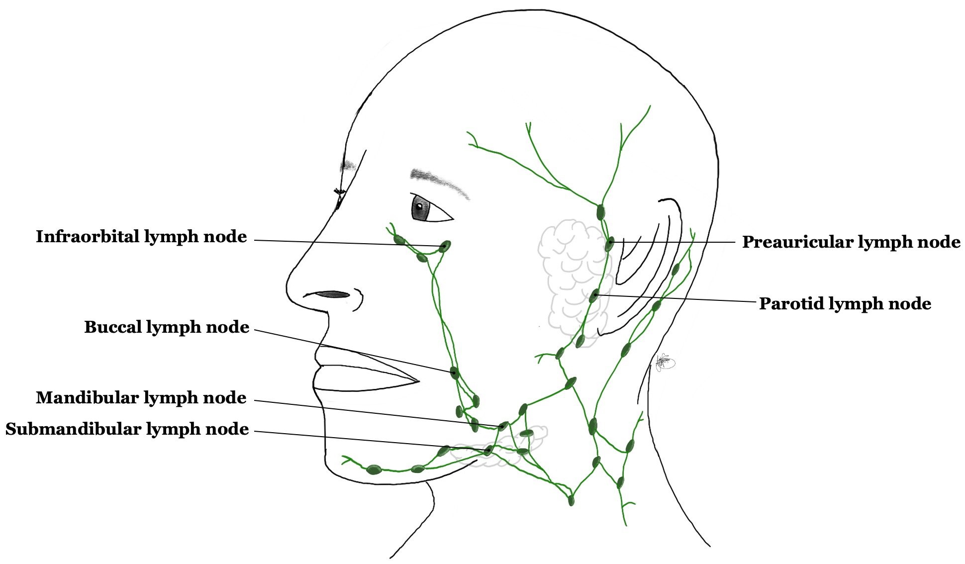 Facial lymph nodes