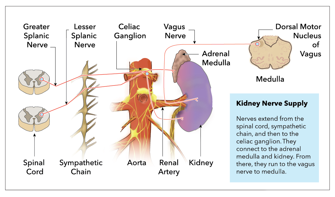 Kidney nerve supply