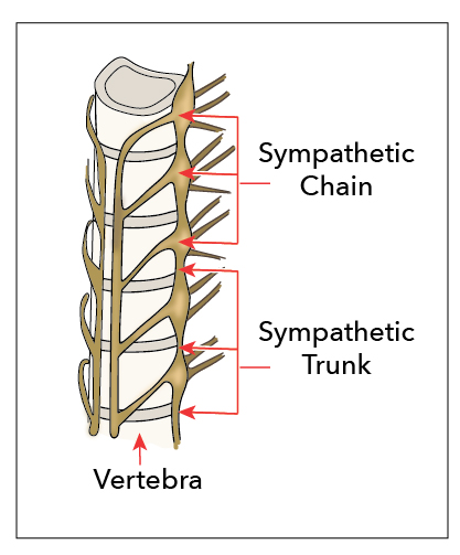 Sympathetic chain and trunk