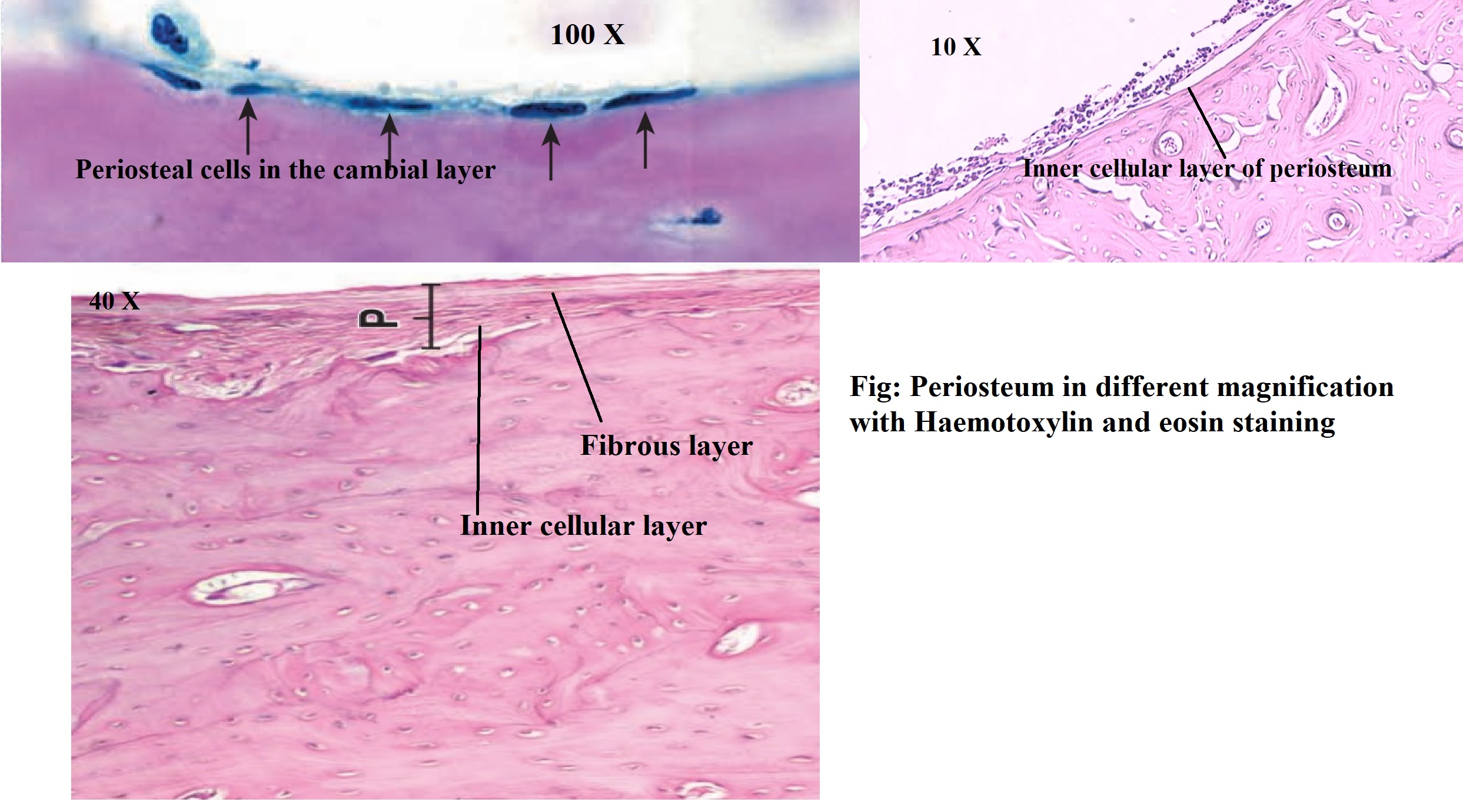 Periosteum under different magnification power (H & E stain)
