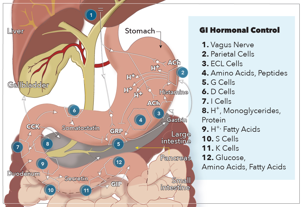 <p>GI Hormonal control</p>