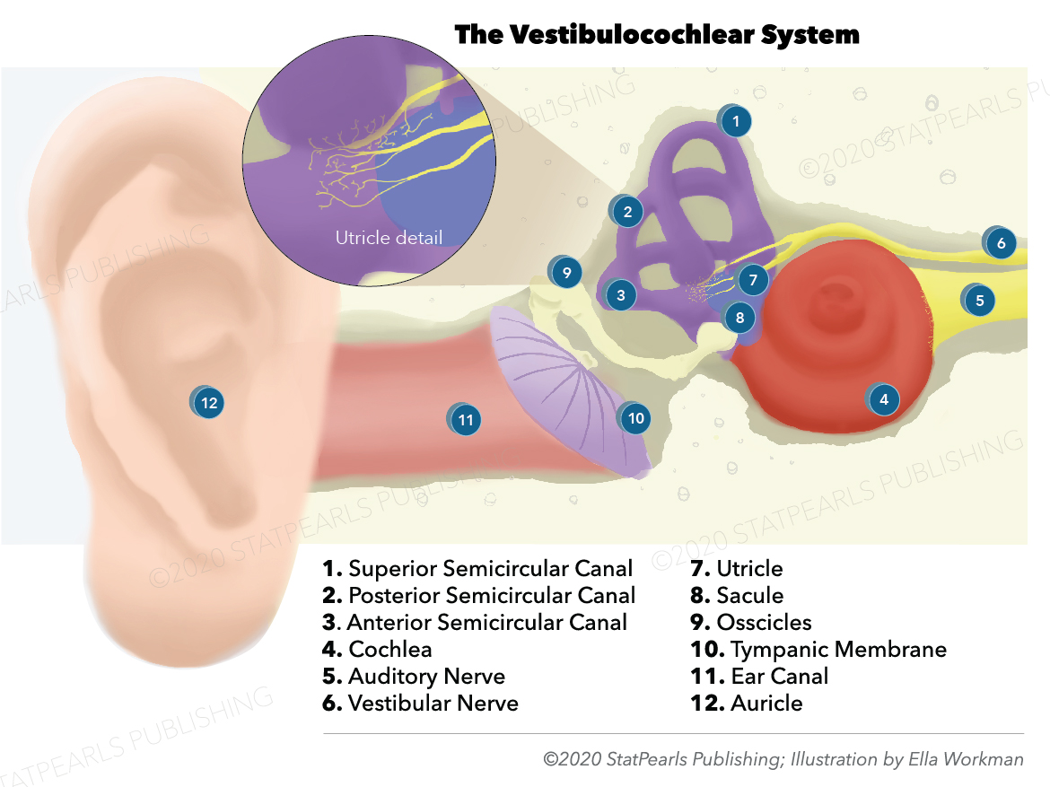 <p>Vestibulocochlear System</p>