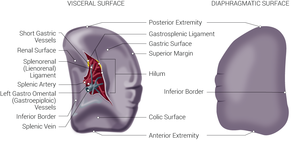 <p>Spleen Anatomy