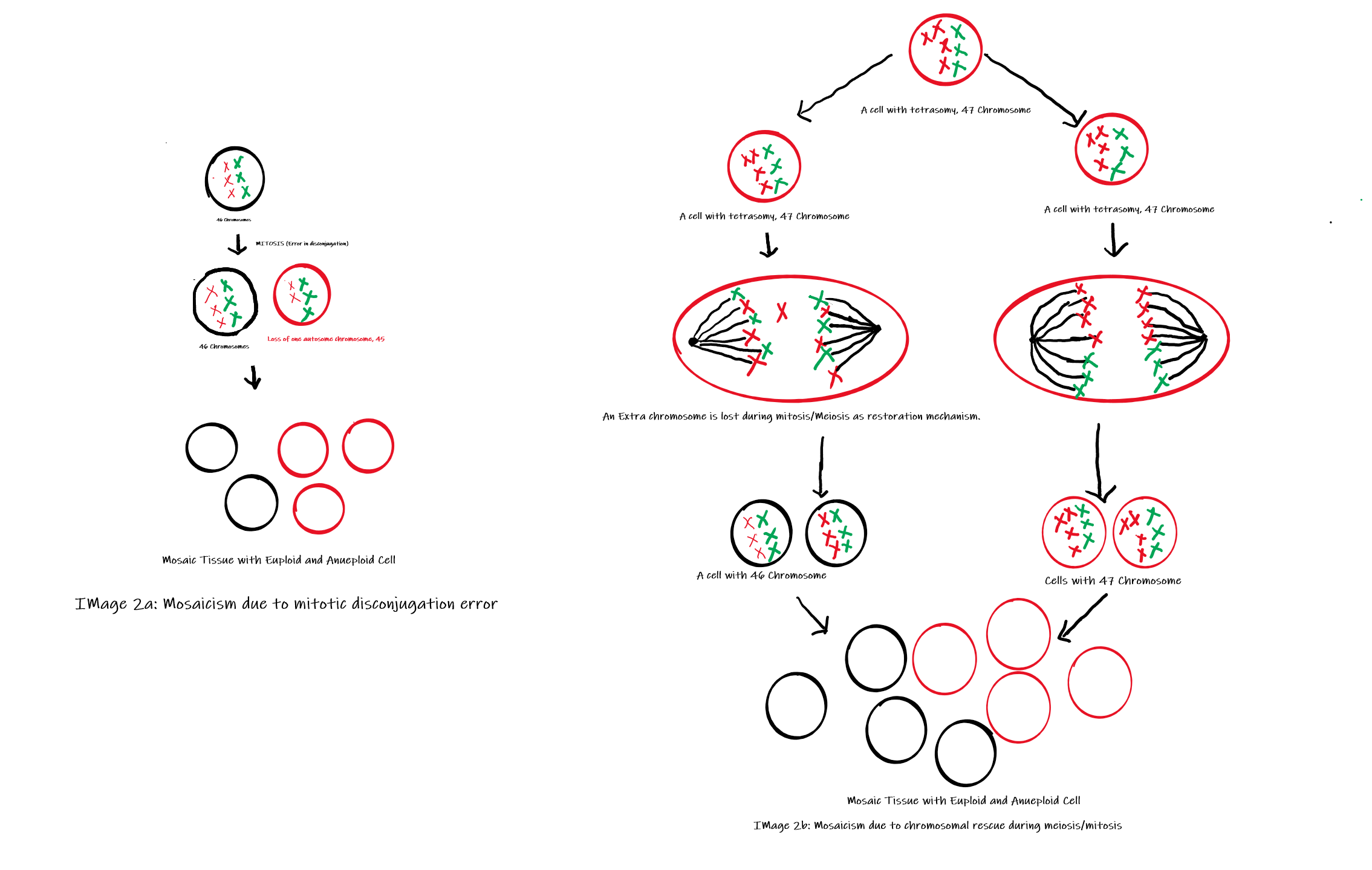 Mechanism of Mosaicism (Image 2a: Shows mosaicism due to disconjugation, Image 2b: Shows mosaicism due to chromosomal rescue 