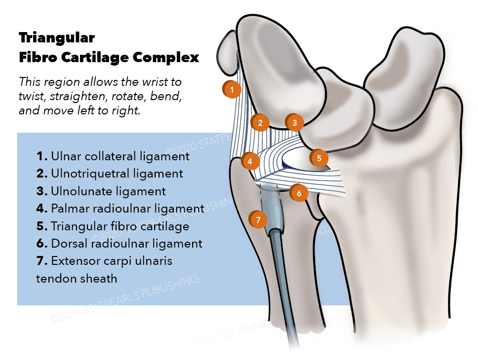 Triangular Fibro Cartilage Complex