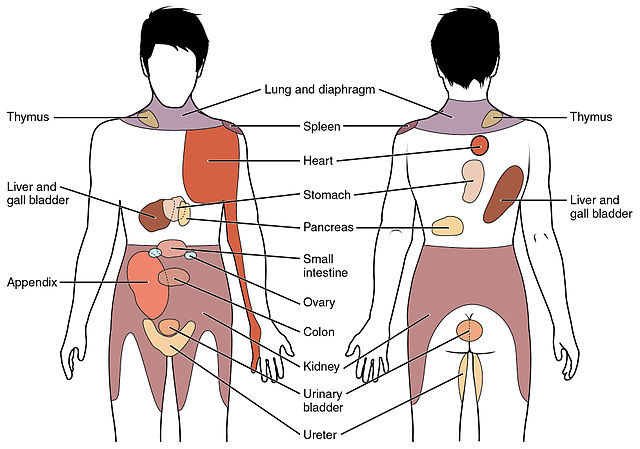 Areas of referred pain with corresponding visceral organ