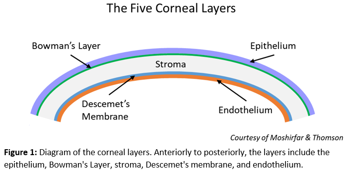 <p>Corneal Layers</p>