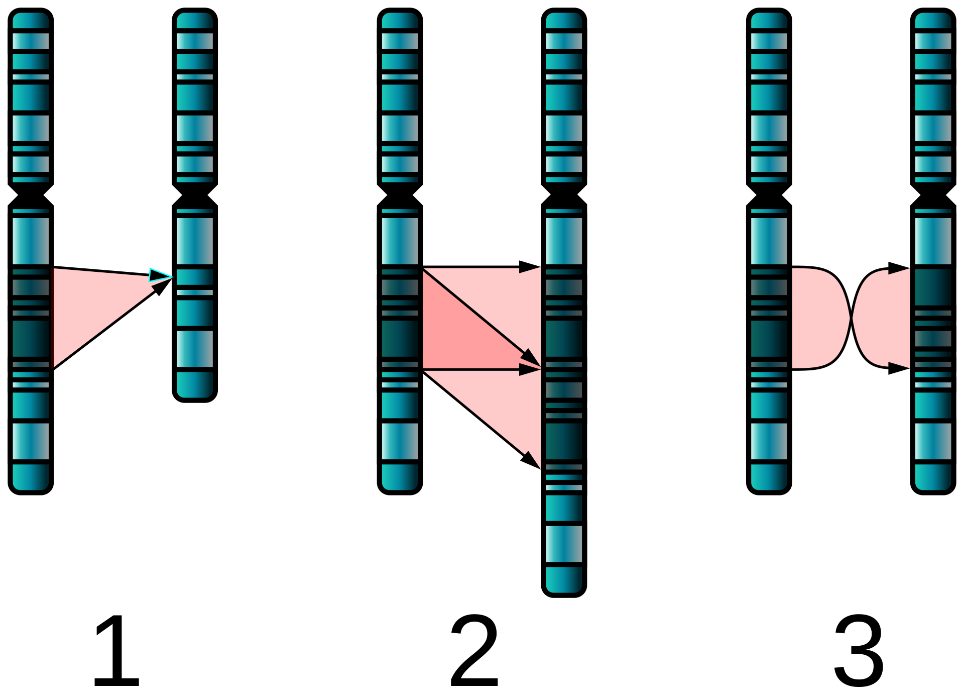 Demonstration of deletion (1), duplication (20 and inversion (3)