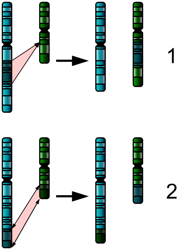 Demonstration of insertion (1), translocation (2)