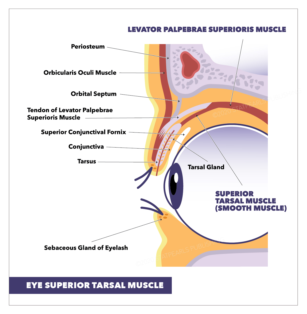 <p>Eye&mdash;Superior Tarsal Muscle