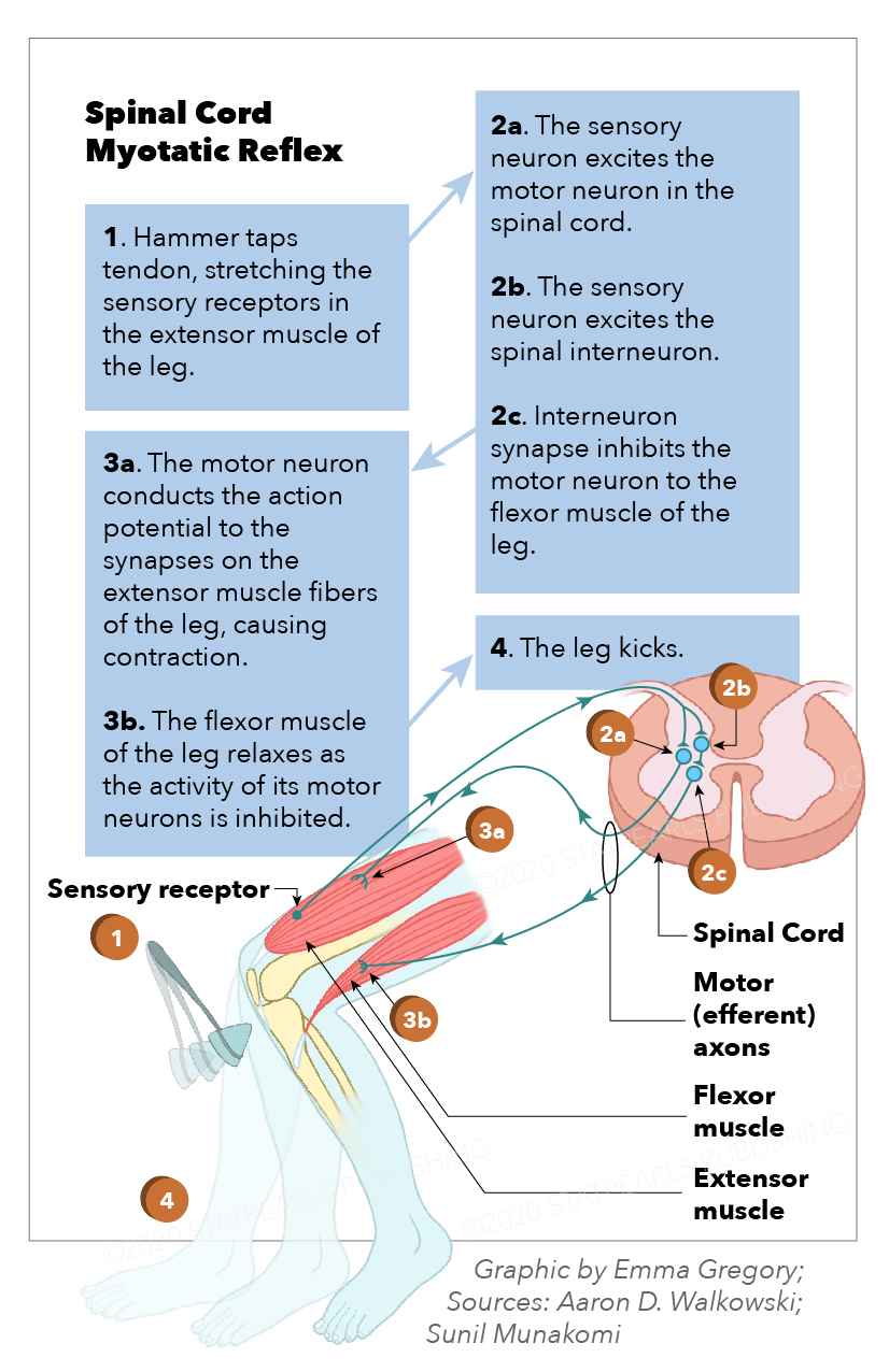 Myotatic reflex, spinal cord, sensory receptor, spinal cord, motor efferent axons. flexor muscle, extensor muscle, interneuron synapse