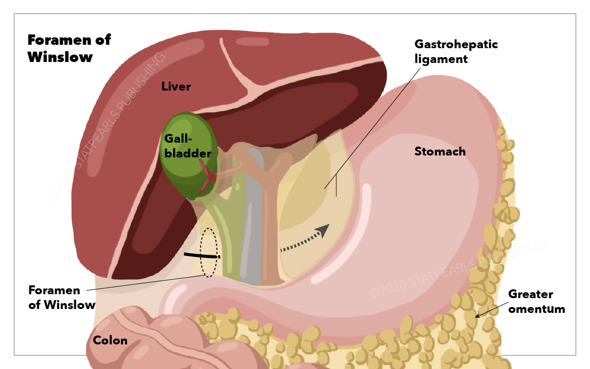 <p>Foramen of Winslow