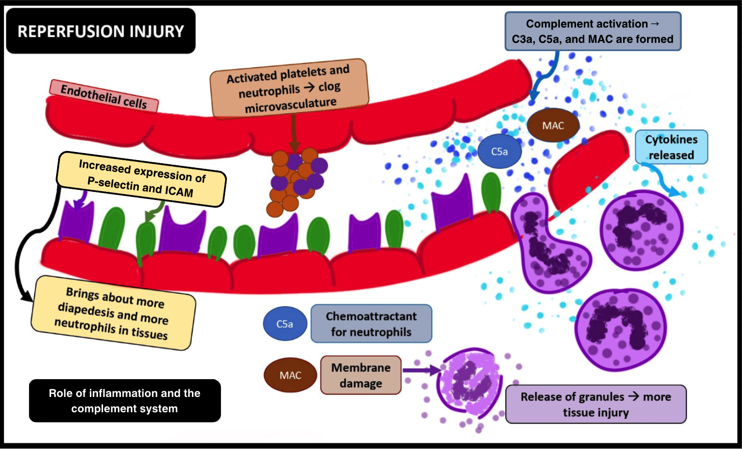 <p>Ischemia-Reperfusion Injury, Inflammation and the Complement System