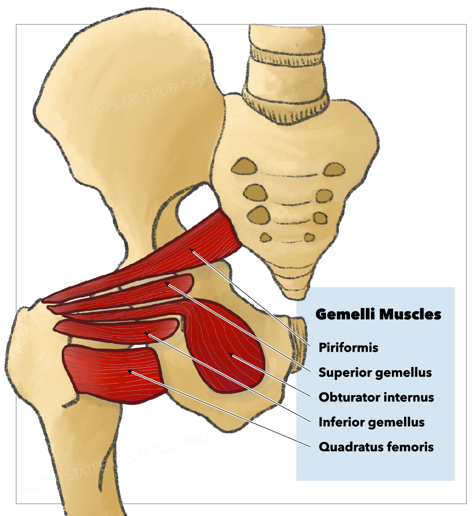 <p>Short External Thigh Rotators