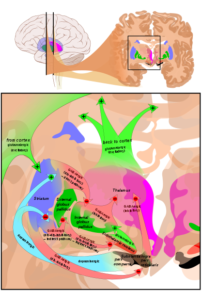 <p>Circuits of the Basal Ganglia