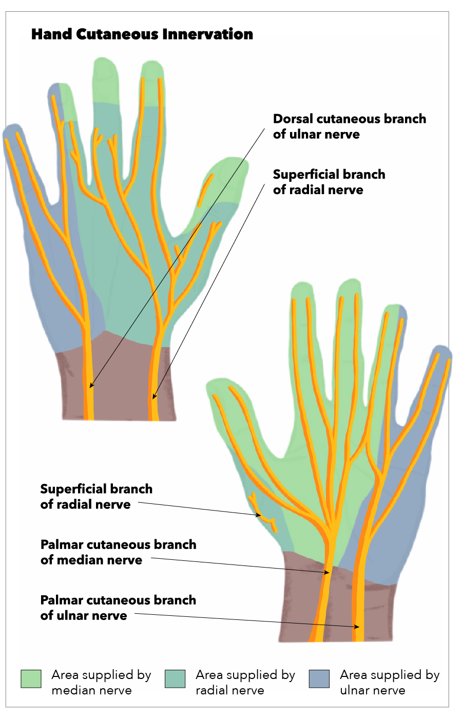 <p>Hand Cutaneous Innervation