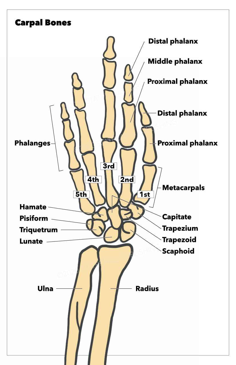 <p>Carpal Bones