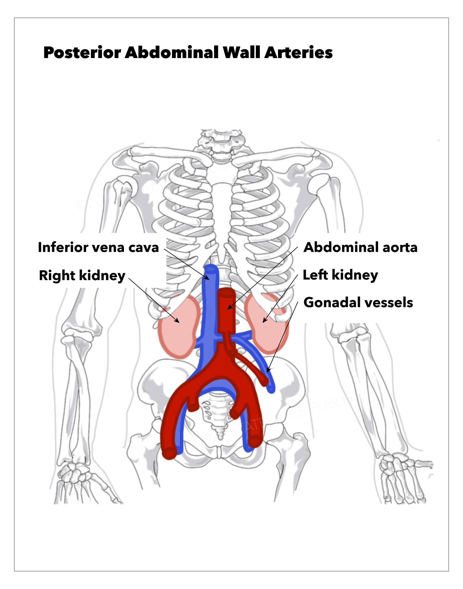 <p>Posterior Abdominal Wall Arteries