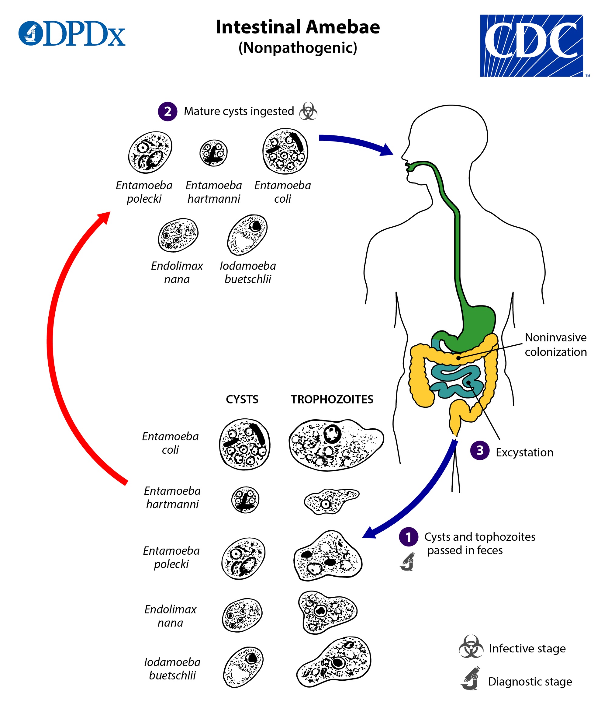 <p>Life Cycle of Nonpathogenic Intestinal Amebae