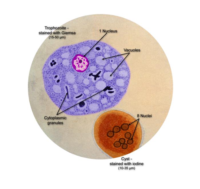 <p>Life Cycle of the Parasite <em>Entamoeba coli