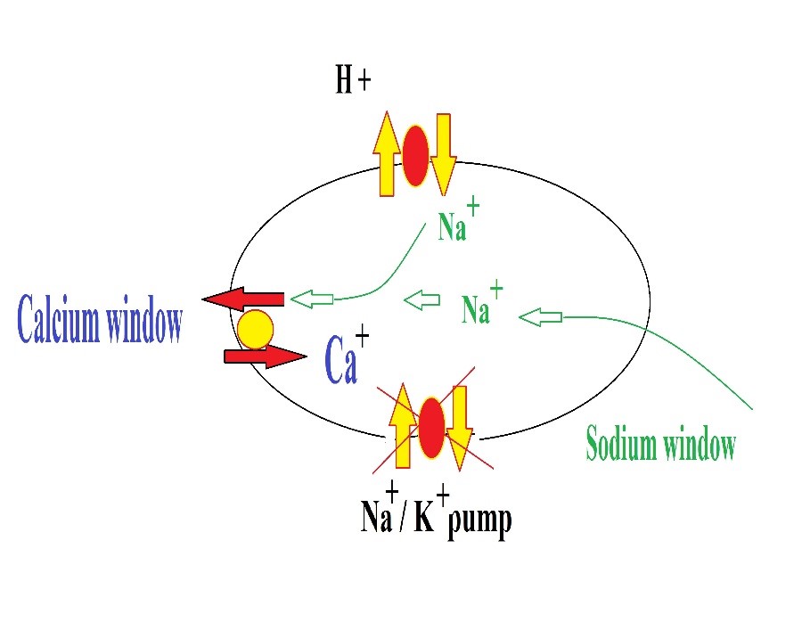 <p>Mechanism of Calcium Overload Phenomenon