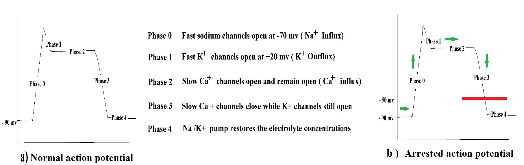 <p>Myocyte Action Potential