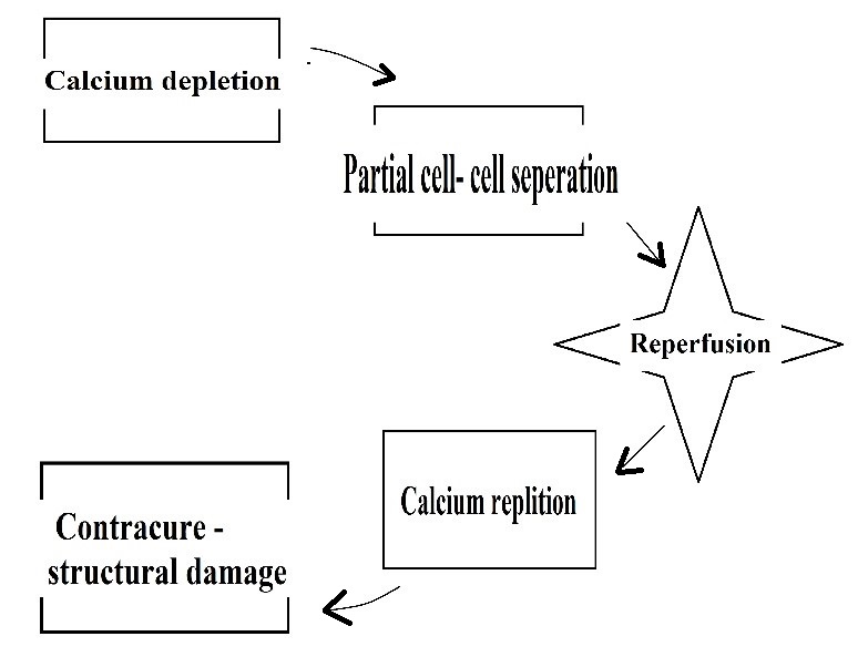 <p>Postulated Theory of Calcium Paradox