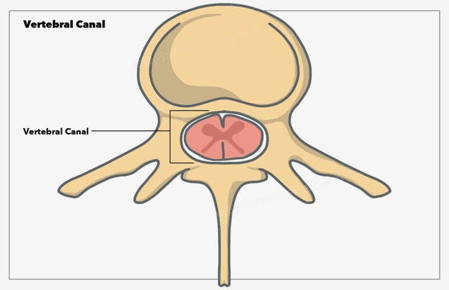 Vertebral canal