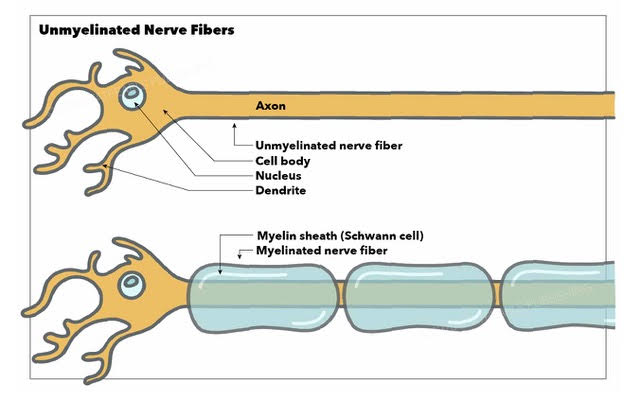Unmyelinated Nerve Fibers, myelin sheath, nucleus, dendrite, cell body, axon
