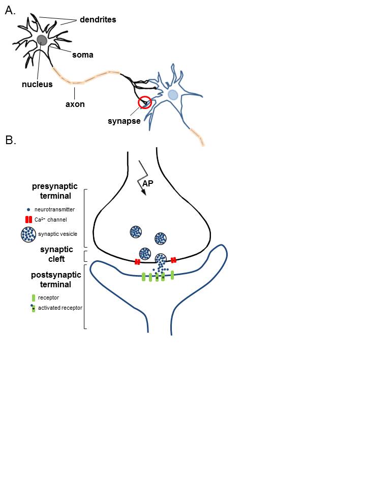 Figure 1: A. Two connected neurons. Neurons have a soma which contains the nucleus, an axon and a dendritic tree. A single synapse (red circle) is formed at the point where the axon of one neuron (black) connects to the dendrite/some/axon of another (blue). B. A magnified view of a single synapse. On the arrival of an action potential (AP) at the presynaptic terminal, Ca2+ triggers the release of neurotransmitter from synaptic vesicles into the synaptic cleft. Neurotransmitter diffuses across the synaptic cleft to activate postsynaptic receptors.  