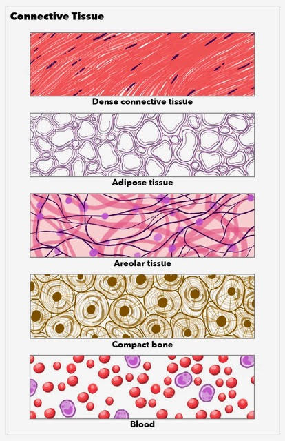 <p>Connective Tissue. The illustration shows the dense, adipose, areolar, compact bone, and blood tissues.</p>