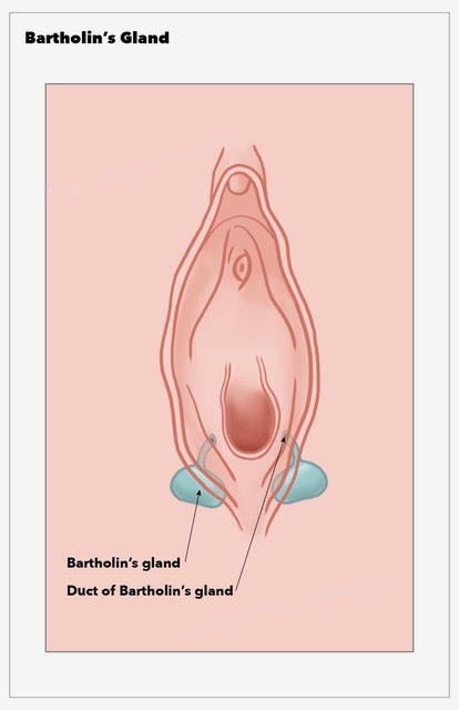 <p>Bartholin Gland</p>