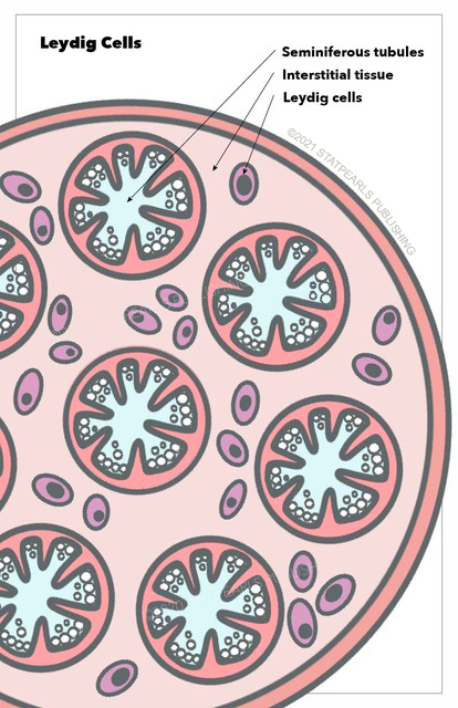 <p>Leydig Cells. This illustration shows Leydig cells, seminiferous tubules, and interstitial tissue.</p>