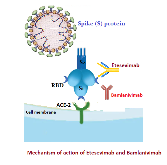 <p>Mechanism of Action of&nbsp;Etesevimab and Bamlanivimab</p>