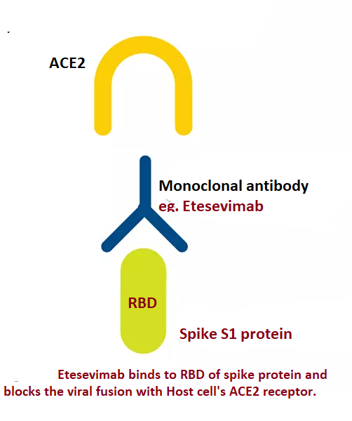 <p>Mechanism of Action of Etesevimab</p>