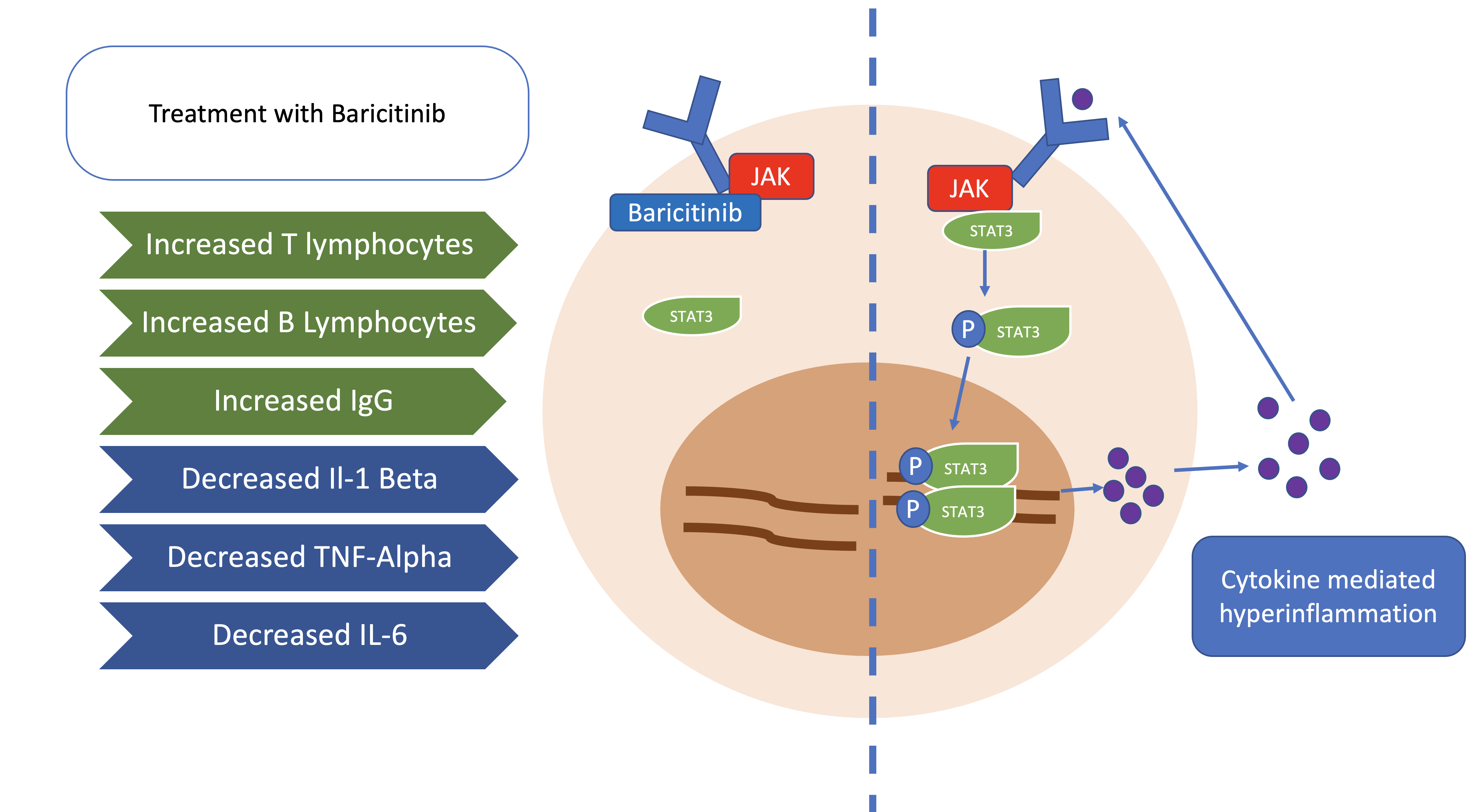 <p>Baricitinib Mechanism of Action</p>