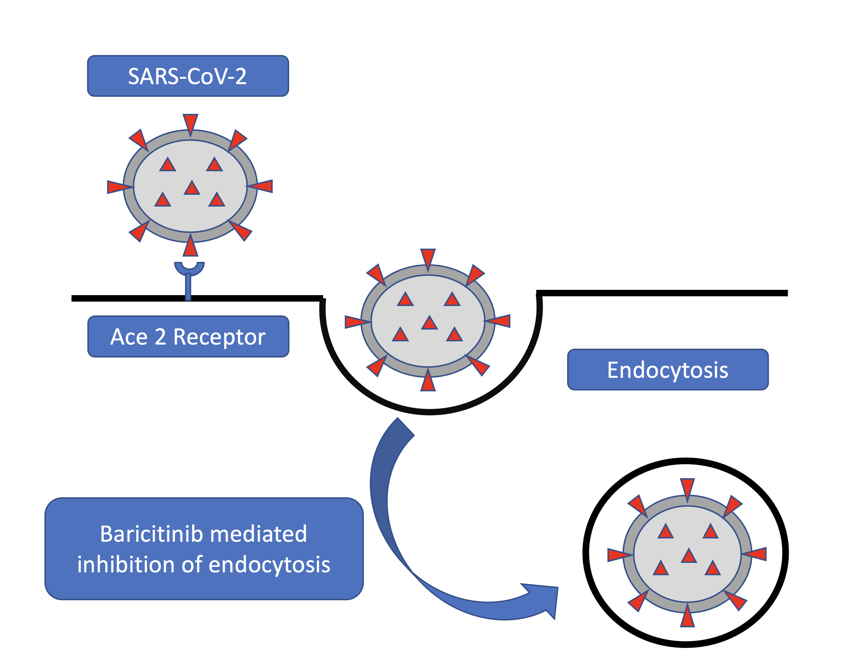 <p>Endocytosis of SARS-CoV-2</p>